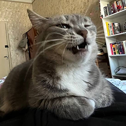 yawns