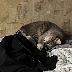 sleeps